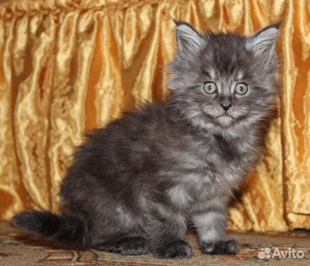 Шикарные котята мейн-кун