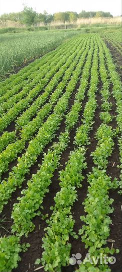 Семена кинзы