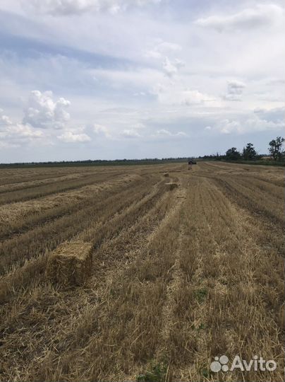 Солома ячменная и пшеница