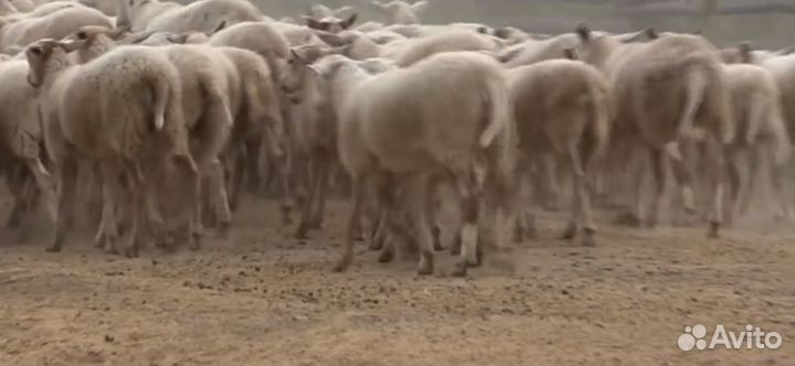 Катумские овцы бараны, ягнята Дорпер из Канады