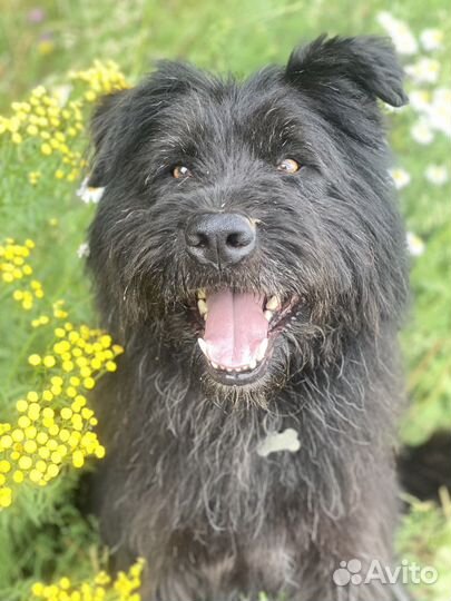 Метис рчт Русского черного терьера ищет дом
