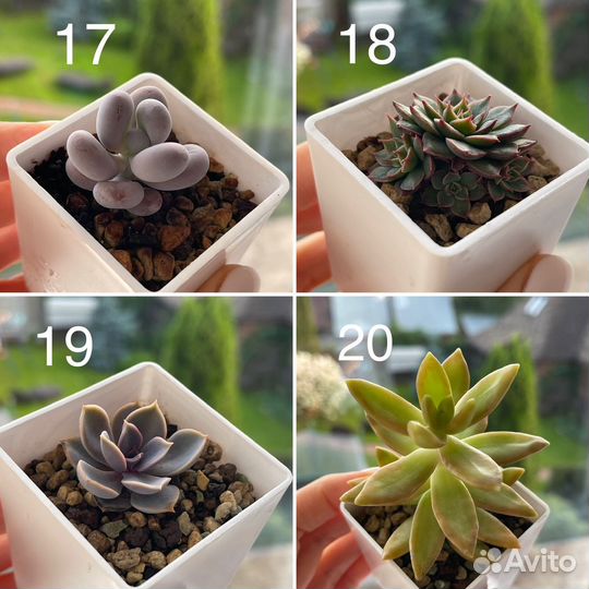 Суккуленты, мини-садики, композиции