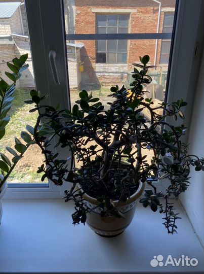 Комнатные цветы