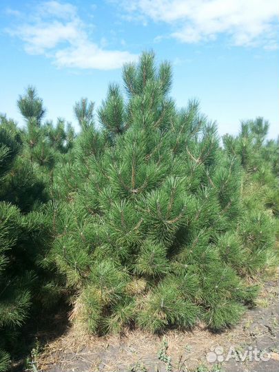 Сосна Нигра