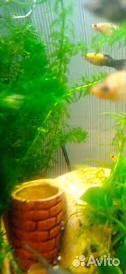 Набор плавающих растений для аквариума