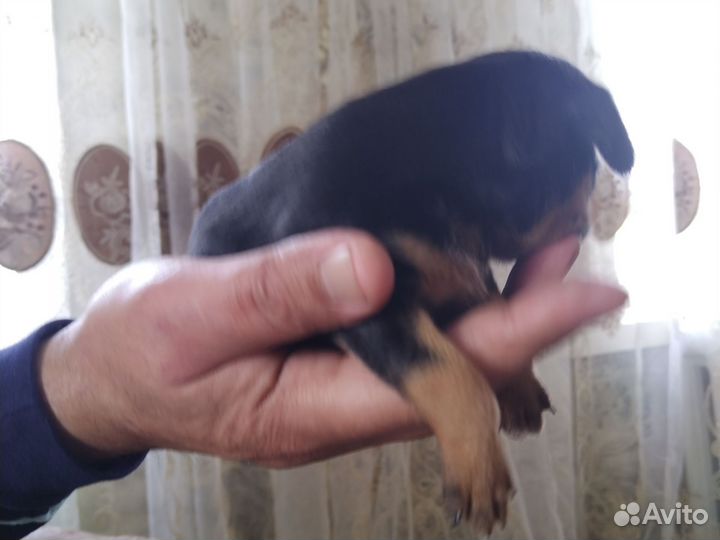 Собаки чихуахуа щенок