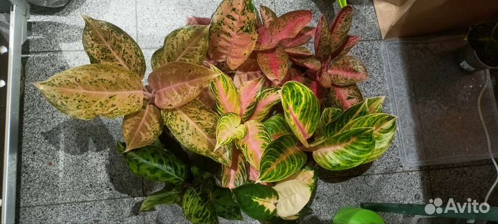 Аглаонема тайская