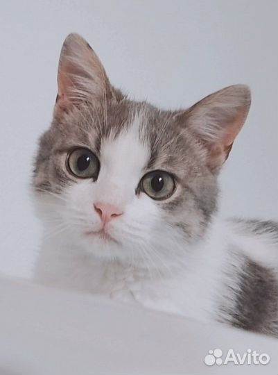 Отдам кота бесплатно