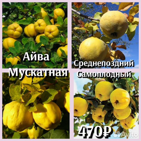 Айва саженцы