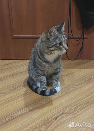 Котик ищет дом
