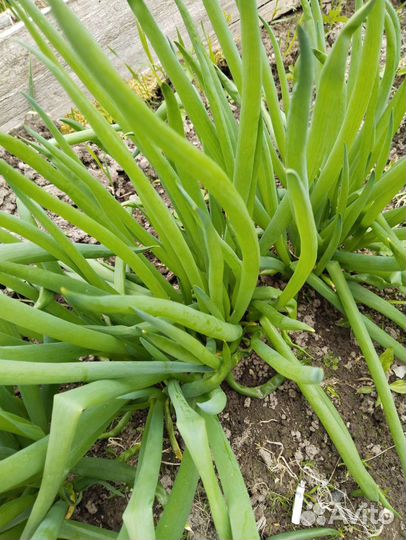 Многолетний лук на перо, семена