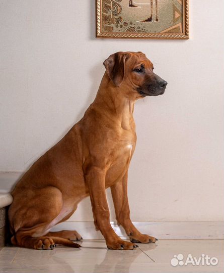 Шикарные девчонки родезийского риджбека