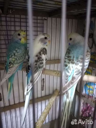 Волнистый попугай