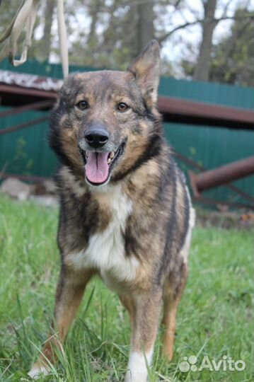 Кавказская овчарка(метис)