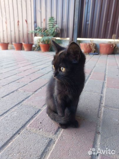 Британские