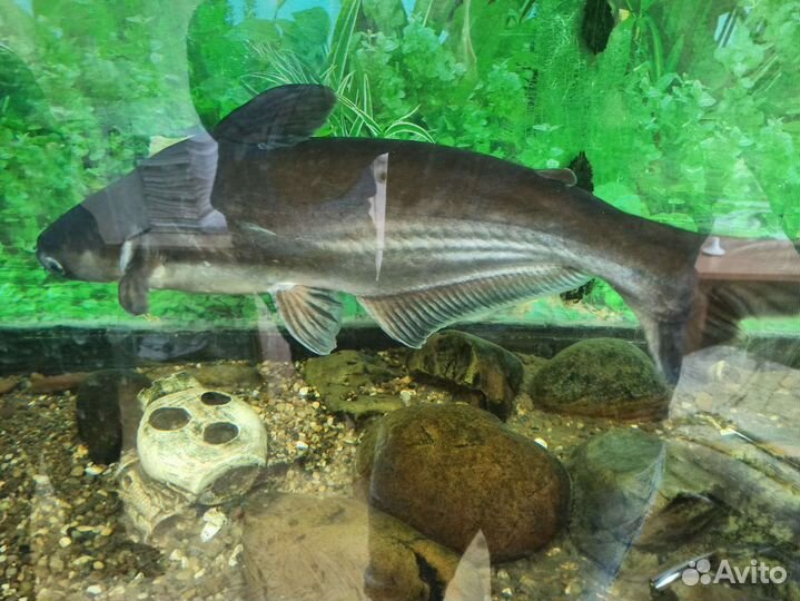 Пангасиус (акулий сом)