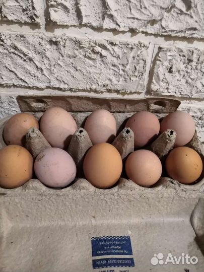 Домашние куриные яйца