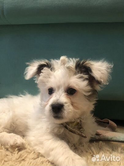 Щенки бишон фризе