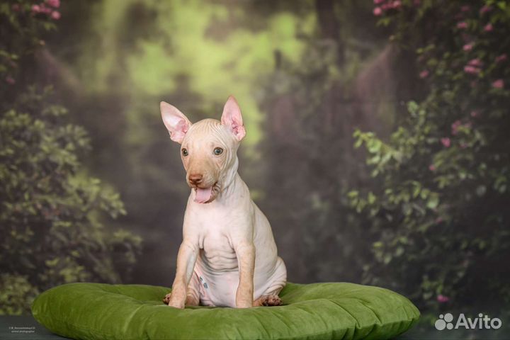 Девочка американского голого терьера