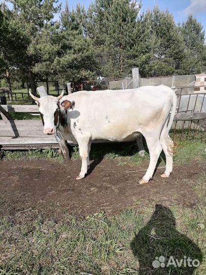 Телки нетели