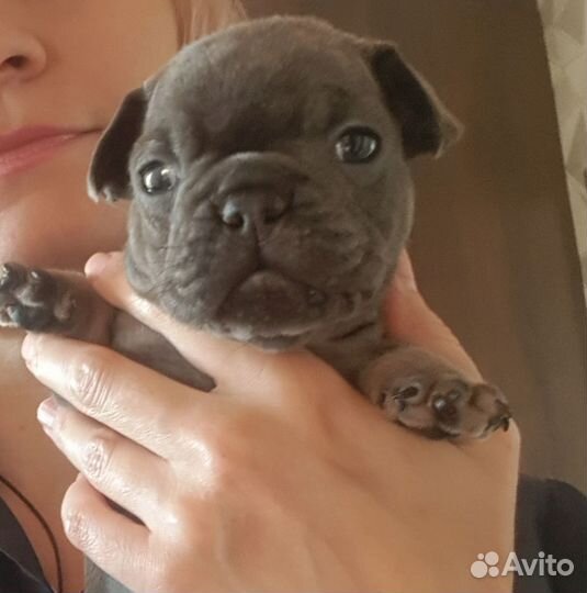 Голубой щенок-мечта детства