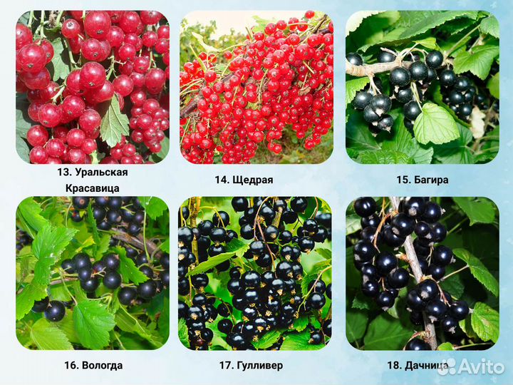 Саженцы Смородины, Смородина