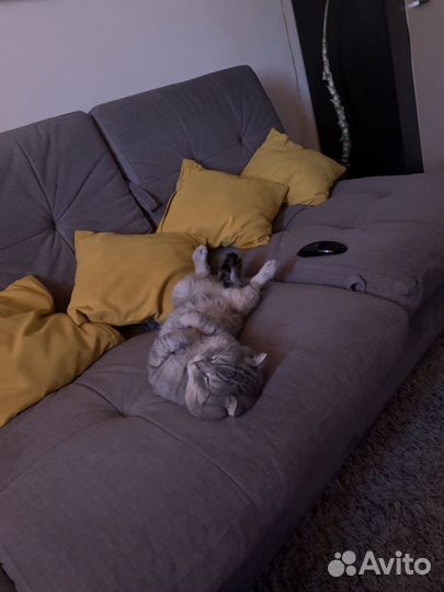 Шотландский кот вязка