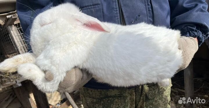 Кролики великаны