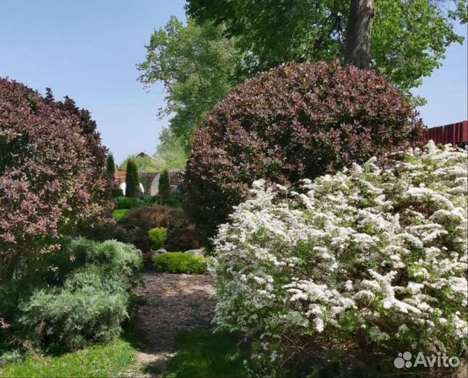 Спирея серая Грефшейм