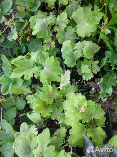 Гейхеры сортовые