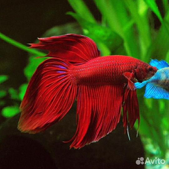 Рыбки широк ассортим розница и опт