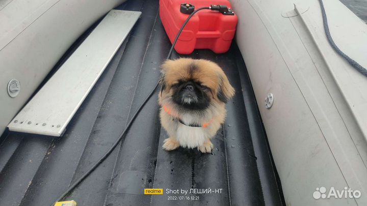 Вязка пекинес мальчик