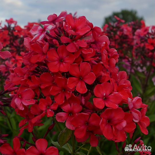 Флоксы метельчатые. корневища и цветущие