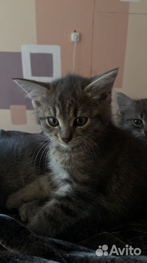 Сибирская кошка