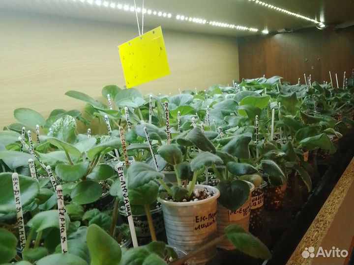 Детки Фиалок