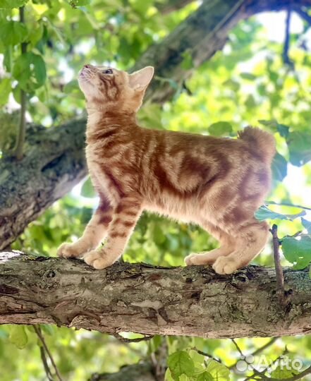 Курильский бобтейл