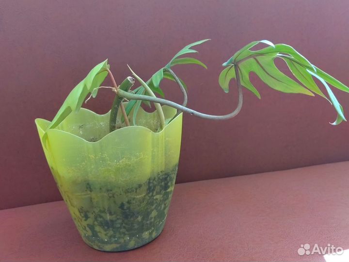 Филодендрон Майо (лучистый)