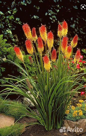 Многолетники-вербена бонарская,эхинацея,анемона