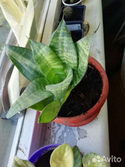 Цветы Сансевиерия и тп