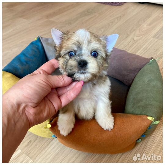 Золотой йорк с синими глазами мальчик