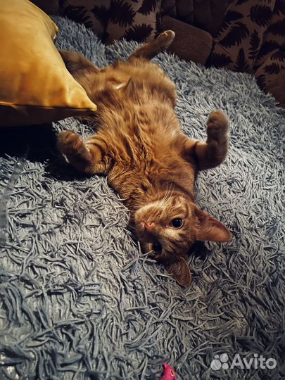 Отдам кота в добрые заботливые руки