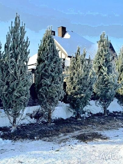 Сосна из питомника 5.55 М