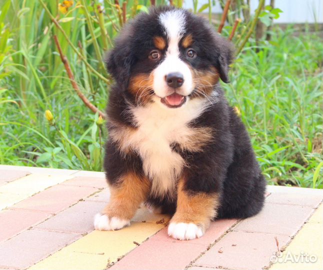 Берномишки