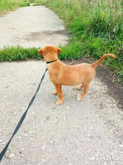 Отдаю щенка