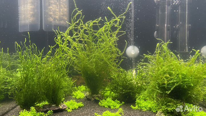 Аквариумные растения и мох
