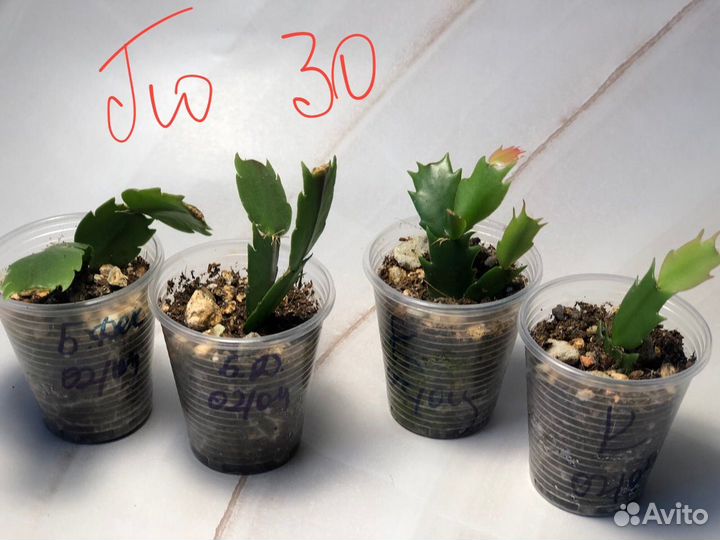 Спатифиллум декабрист