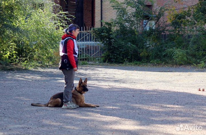 Дрессировка собак