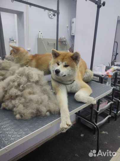 Модель на груминг