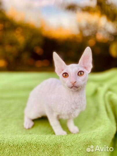 Белые девочки