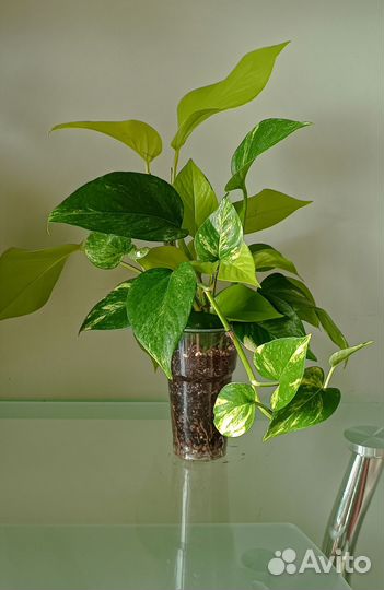 Эпипремнум ауреум + неон